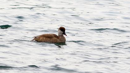 Red-crested Pochard