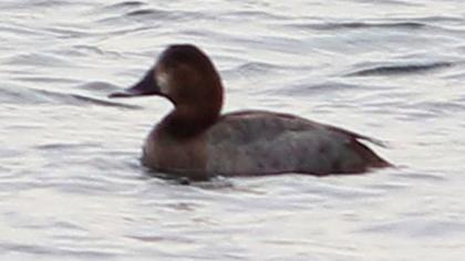 Common Pochard