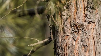 Short-toed Treecreeper