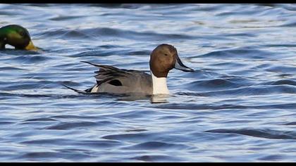 Northern Pintail