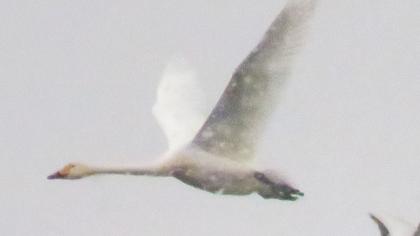 Tundra Swan