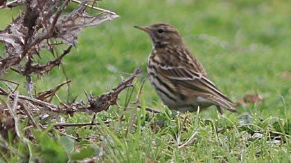 Meadow Pipit