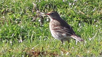 Water Pipit