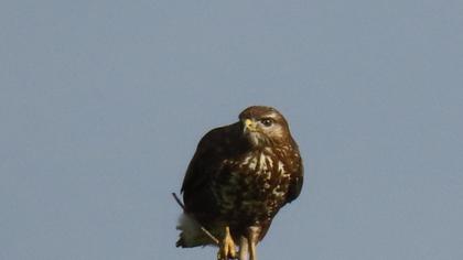 Common Buzzard