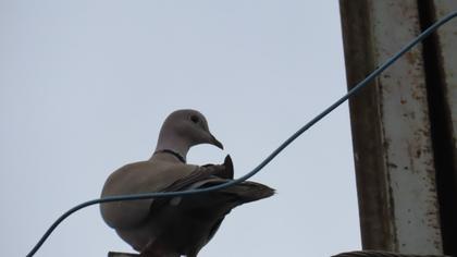 Eurasian Collared Dove