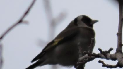 European Goldfinch