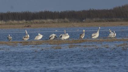 Dalmatian Pelican