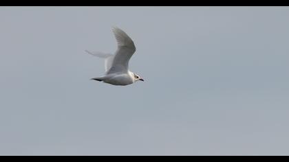 Mediterranean Gull