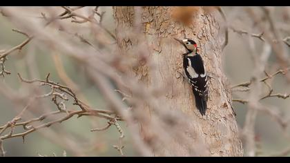 Syrian Woodpecker