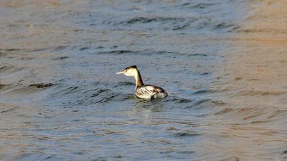 Great Crested Grebe
