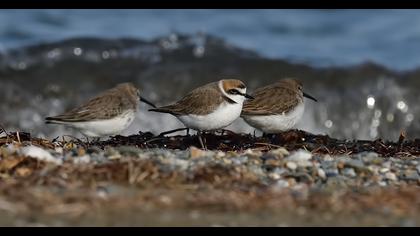 Kentish Plover