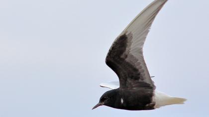 White-winged Tern