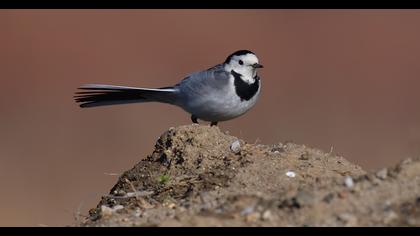 White Wagtail