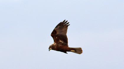 Western Marsh Harrier