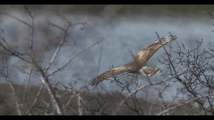 Hen Harrier