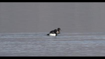 Tufted Duck