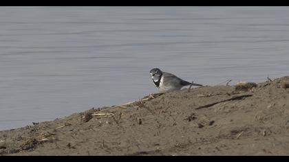 White Wagtail
