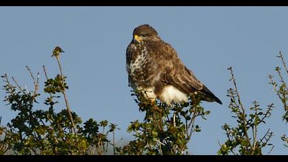 Common Buzzard