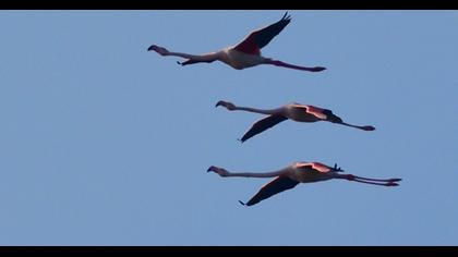 Greater Flamingo