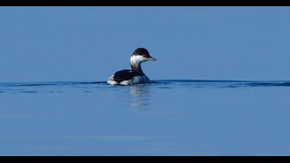 Horned Grebe