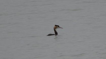 Great Crested Grebe