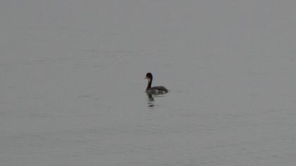 Black-necked Grebe