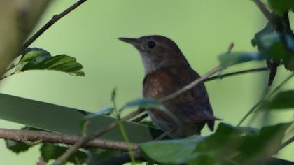Common Nightingale