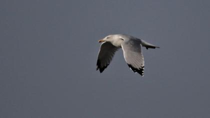 Yellow-legged Gull
