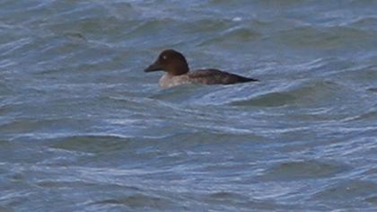 Common Goldeneye
