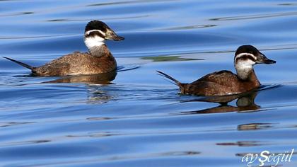 White-headed Duck