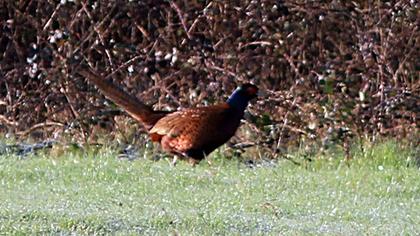Common Pheasant