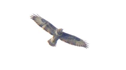 Long-legged Buzzard