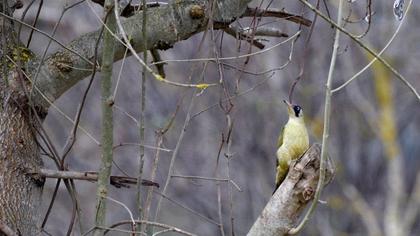 European Green Woodpecker