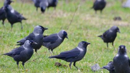 Western Jackdaw