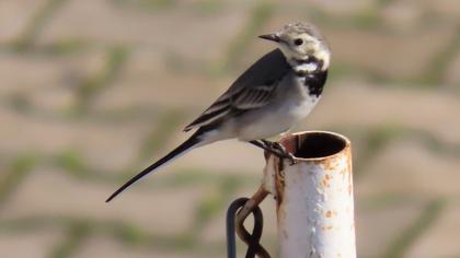 White Wagtail