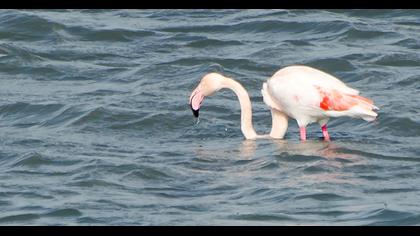 Greater Flamingo