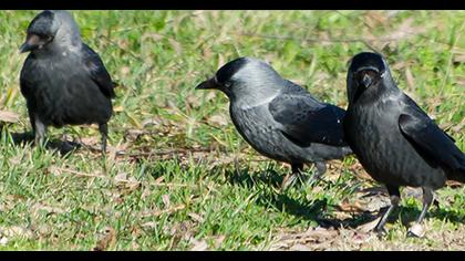 Western Jackdaw