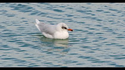 Mediterranean Gull