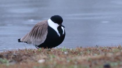 Spur-winged Lapwing