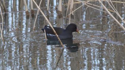 Common Moorhen
