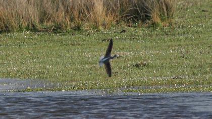 Common Greenshank