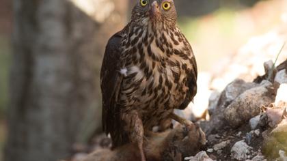 Northern Goshawk