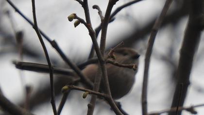 Long-tailed Tit