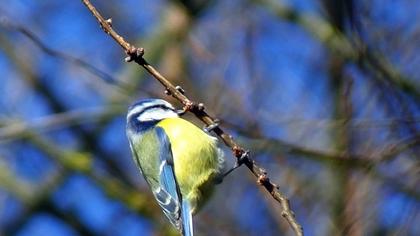 Eurasian Blue Tit