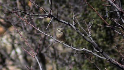 Cirl Bunting
