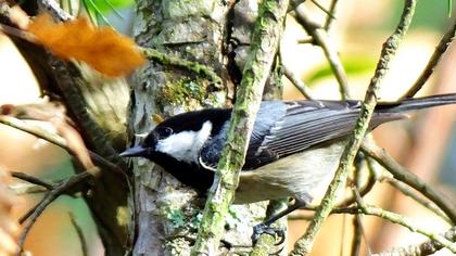 Coal Tit