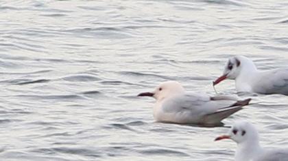 Slender-billed Gull