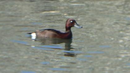 Ferruginous Duck