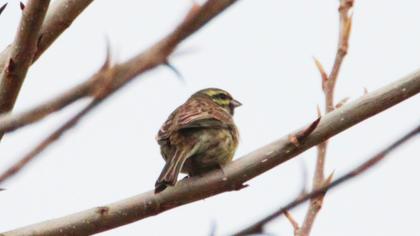 Cirl Bunting