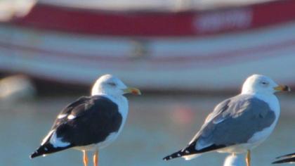 Lesser Black-backed Gull
